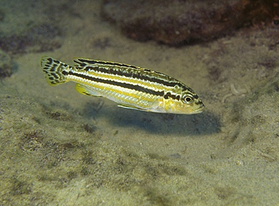 Melanochromis mossambiquensis 'Nkolongwe'